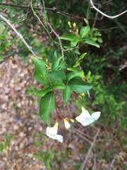 Image result for Mostuea brunonis