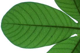 Image result for Manihot glaziovii