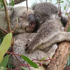 Snuggle Time Cuddly Animals Baby Animals Cute Animals