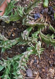 Image result for Orbea dummeri