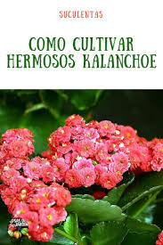 Kalanchoe Cuidados Y Propiedades Cosas Del Jardin Cuidado De Plantas Jardineria Y Plantas Plantas Jardin