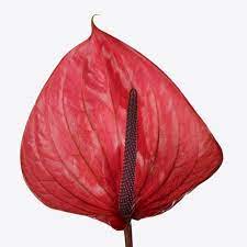 Anthurium Cantello Are A Red Variety As With All Tropical Flowers Anthuriums Prefer The Warm So Do Not Refrigerat Anthurium Wholesale Flowers Florist Supplies