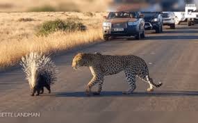 Video: Bị cơn đói điên cuồng thúc giục, báo hoa mai dù 2 chân đầm đìa máu vẫn tấn công nhím - KhoaHoc.tv