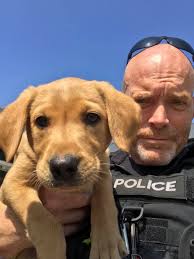 Oh to be a dog handler...... we're...