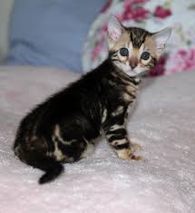 The historic houses for sale in portland oregon are going to be based on, for the most part, the architecture. Enchantedtails Bengal Cats Snow White S Purebred Tica Registerd Bengal Kittens For Sale In Columbia County Oregon Near Portland Or And Vancouver Wa