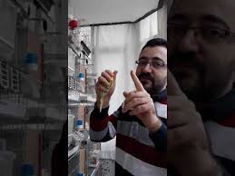 Muhabbet Kuslari Kizistirma Ayirma Yontemi Youtube