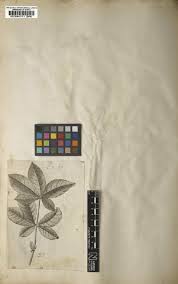 Image result for Rauvolfia mombasiana