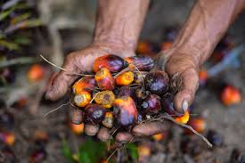 Lidi kelapa boleh dibuat penyapu lidi. Apa Saja Kegunaan Kelapa Sawit The Palm Scribe