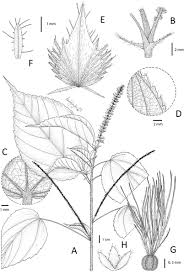 Image result for Acalypha welwitschiana