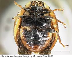 Axyridis V O Jpg 1337 1081 Animalia Species Animals