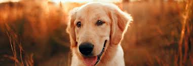 Maybe you would like to learn more about one of these? Pet Chip Registry Help Pets Go Home