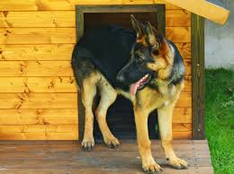 If you would like to buy a german shepherd dog i encourage you to call so we can discuss and answer your questions. Hundehutte Kaufen Tipps Zu Grosse Und Material