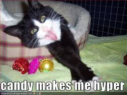 Cheezburger Com All Your Funny In One Place Cute Funny Animals Funny Cat Memes Funny Cat Pictures