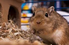 Maus Alles Zur Haltung Der Kleinen Nager Als Haustier Das Tierlexikon