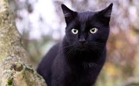 Black Cat In Dream Meaning And Symbolism