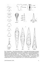Image result for Bulbophyllum unifoliatum