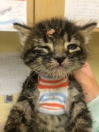 The Food Fight Champion Funny Animal Pictures Kittens Cutest Kitten Pictures