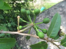 Image result for Huberantha