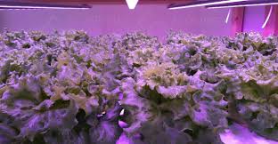 At princeton, by cultivating in their vertical farm, water use for a head of lettuce decreased from 50 gallons of water to only 0.5 gallons of recycled water. Why Grow Lettuce In Your Vertical Farming Need Ecospeed Led Grow Lights By Carter Xie