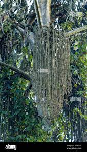Image result for Caryota urens