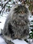 Siberian Cat — Full Profile, History, and Care