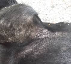 Maybe you would like to learn more about one of these? Treat Your Dog S Yeast Infection At Home Without Going To The Vet Pethelpful