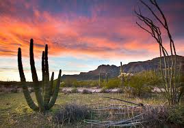 If your property is in arizona, it is illegal to remove a saguaro cactus from your property without a permit and tag from the azda (arizona department of if you property is in california, the california desert native plants act limits your rights to dig up and destroy elephant trees, saguaro cactus. Op Ed Organ Pipe Cactus Will Suffer Irreversible Destruction