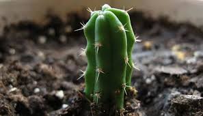 Aplica el primer riego sin fertilizante y luego cada riego debe tener algo de abono, pero en pequeñas cantidades. Fertilizantes Para Cactus Como Hacerlo Como Fertilizarlo Y Mucho Mas