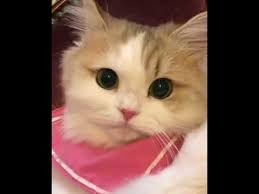 tatlilikta sinir tanimayan uslu kedi kedi sevimli kediler hayvanlar