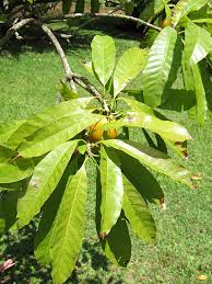 Image result for Pouteria