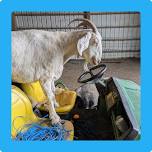 Lighthouse Sanctuary Work Party — Northwest VEG