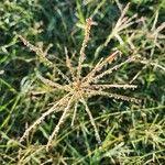 Image result for Cynodon nlemfuensis