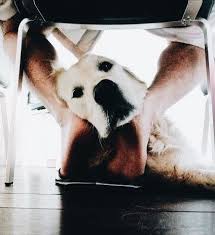 Your participation in the class is required let's be most puppies benefit from group time, but some will need one on one training by skilled professionals. Pinterest Bailey Degroot Dog Training Near Me Cute Dog Pictures Puppy Training Guide