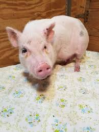 Give a healthy pig a home. Miniature Potbellied Pigs For Sale Tanglewood Farm Miniatures