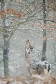 Https Vk Com Senoc Z Photo 88158173 456256917 2fwall 88158173 50609 Animals Beautiful Animals Wild Animals
