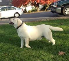 All puppies in this litter have found their forever homes. Silver Labrador Puppies For Sale Pennsylvania