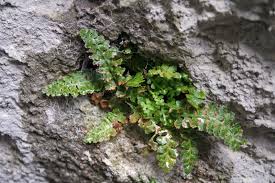 Image result for Asplenium smedsii