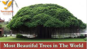 We did not find results for: The 14 Most Beautiful Trees In The World Forestrypedia