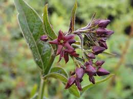 Image result for Vincetoxicum apiculatum