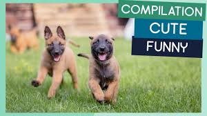 Check spelling or type a new query. Belgian Malinois Cost A Complete Guide With Calculator Petbudget