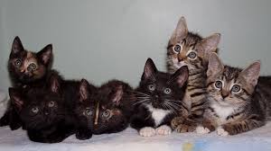 Americanlisted features safe and local classifieds for everything you need! Six Foster Kittens At Six Weeks Old Cute Cats Hq Pictures Of Cute Cats And Kittens Free Pictures Of Funny Cats And Photo Of Cute Kittens Cute Cats Cute