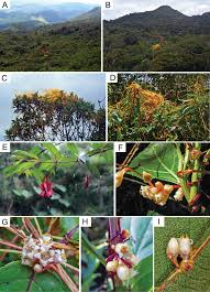 Image result for Cuscuta kilimanjari