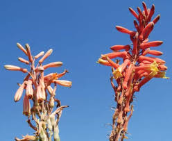 Image result for Stemodiopsis glandulosa