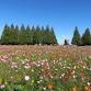 【花・見ごろ】あけぼの山農業公園のコスモス event image