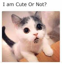 I Am Cute Or Not Meme On Me Me
