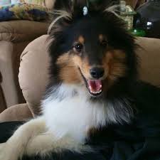 Pin On Shetland Sheepdog