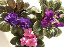 Maybe you would like to learn more about one of these? Plant Profile African Violets Stamen Stem