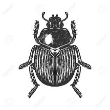 Black Beetles In The City Pin On Social Media Graphics Design Content Marketing