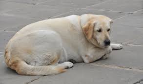 Denn wann dein hund letztendlich ausgewachsen ist, hängt insbesondere von der größe und der rasse deines vierbeiners ab. Labrador Futter Gewichtstabelle