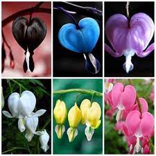 Dicentra Spectabilis Bleeding Heart Classic Cottage Garden Plant 200 Pcs Seeds Bleeding Heart Flower Flower Seeds Bleeding Heart